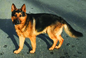 Dog-e1416317511385.jpg image