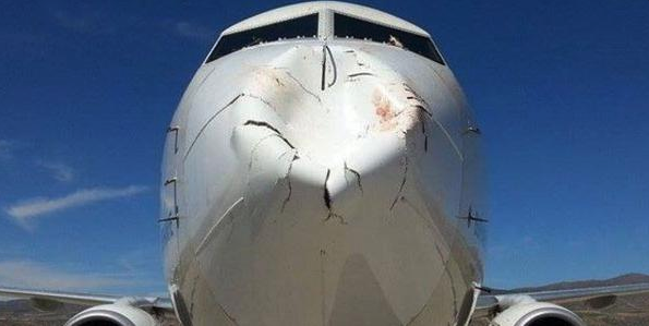 Turkish Airlines Plane Suffers Huge Bird Damage to Nose, Wings During Landing (PHOTOS)