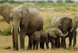 TRAGEDY: Elephant Kills journalist