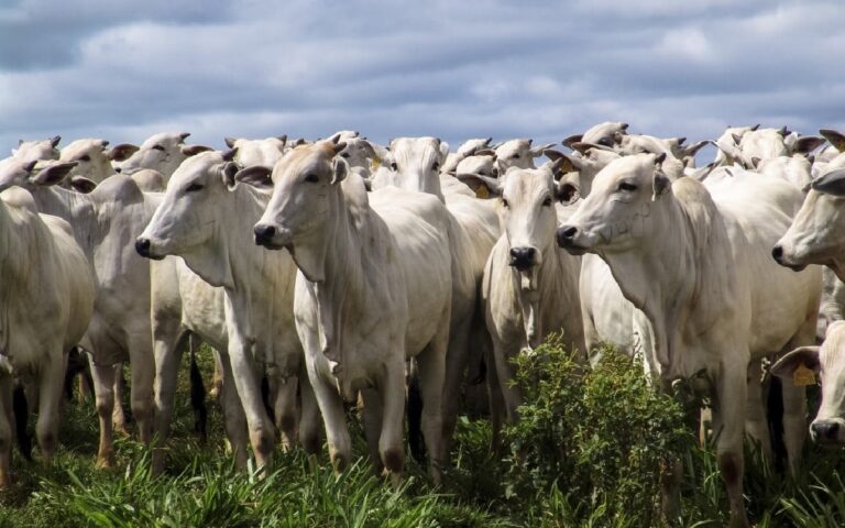 FG Sets Up NEC Technical Committee to Fast-Track Nigeria’s Livestock Development